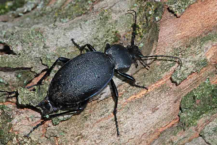 Carabidae di 4,3 cm.: Carabus coriaceus schiacciato